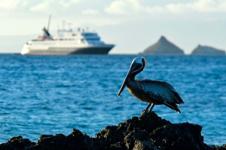 Celebrity Cruises