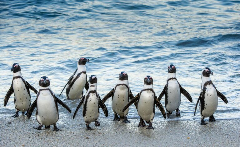 African penguins walk out of the ocean on the sandy beach. African penguin ( Spheniscus demersus) also known as the jackass penguin and black-footed penguin. Boulders colony. Cape Town. South Africa