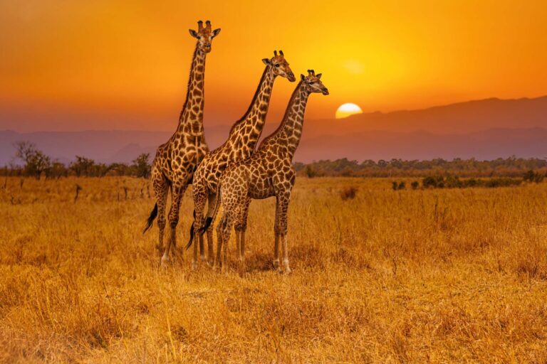 Three giraffes standing together while the sun sets behind them. Krueger National Park in South Africa.