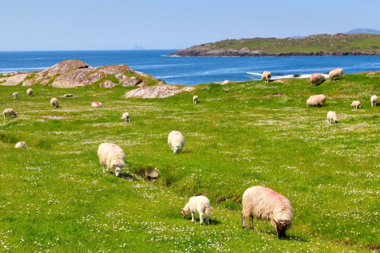 Sheeps on Ring of Kerry grass fields