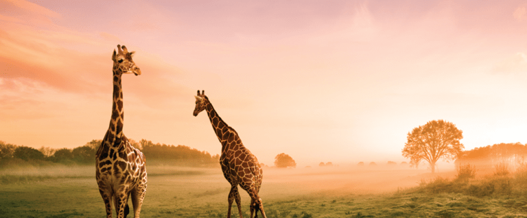 African Travel Classic Collection