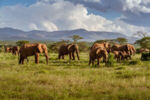 Elephants in Africa