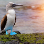 Blue footed booby at Galapagos