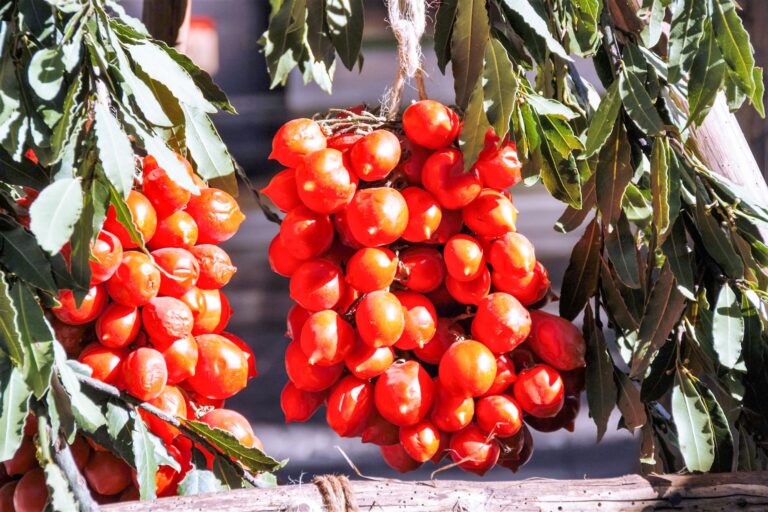 Piennolo tomatoes
