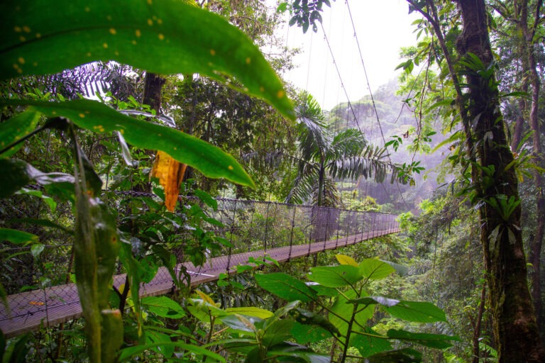 Bridges in Volcan Arenal National Park