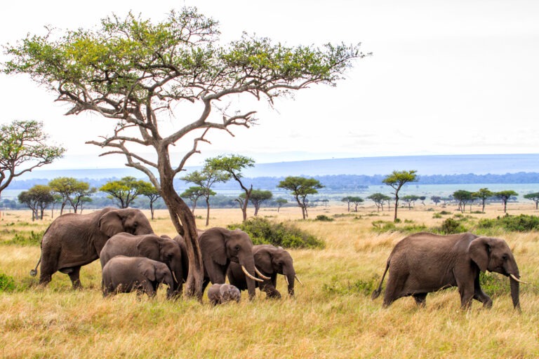 Elephant herd walking on the plains of the Masai Mara National Park in Kenya