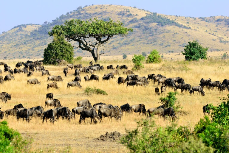 Beautiful african landscape in Masai Mara, Kenya at sunset time. Big tree and wildebeest antelopes