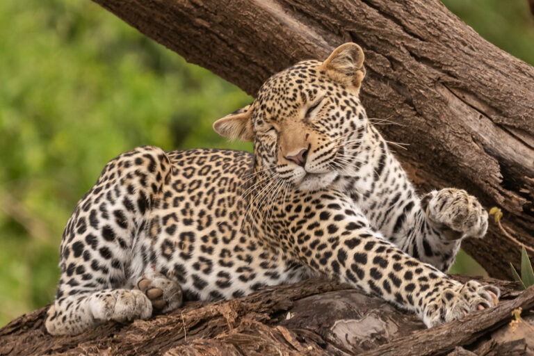 Samburu National Reserve Kenia