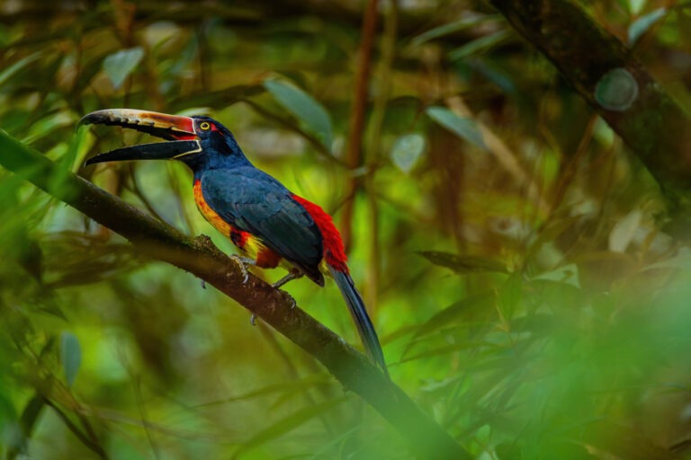 Collared aracari toucan (Pteroglossus torquatus) resting on branch in the area of Horquetas, Sarapiqui, Costa Rica