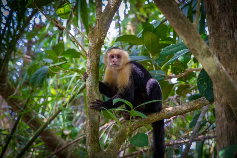 Panamanian white-faced capuchin on a tree branch, Manual Antonio