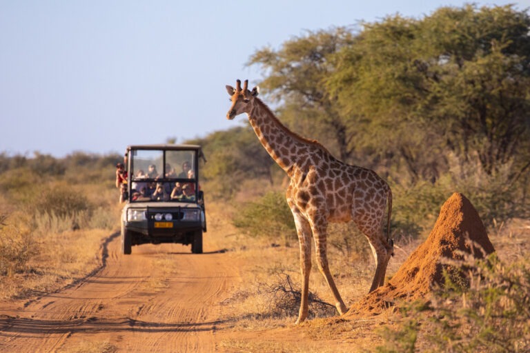 A wild giraffe crosses an African road ahead of a safari vehicle