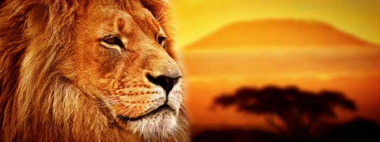 Lion portrait on savanna landscape background and Mount Kilimanjaro at sunset. Panoramic version