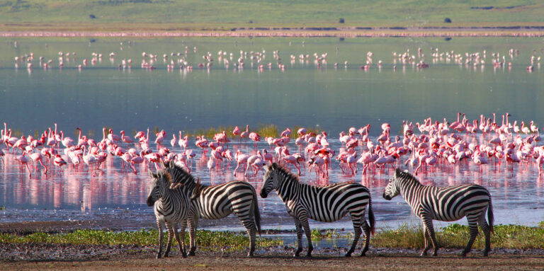 Zebras