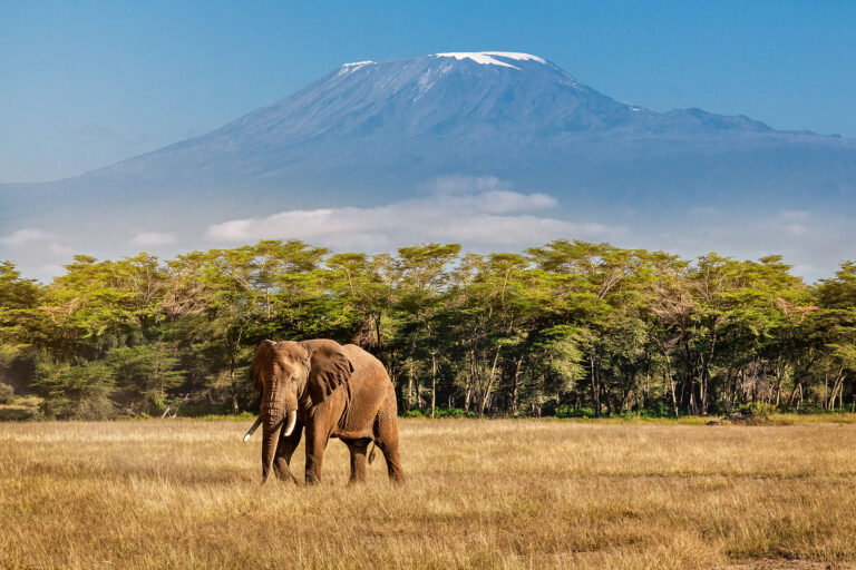 Elephants