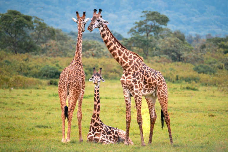 Giraffes