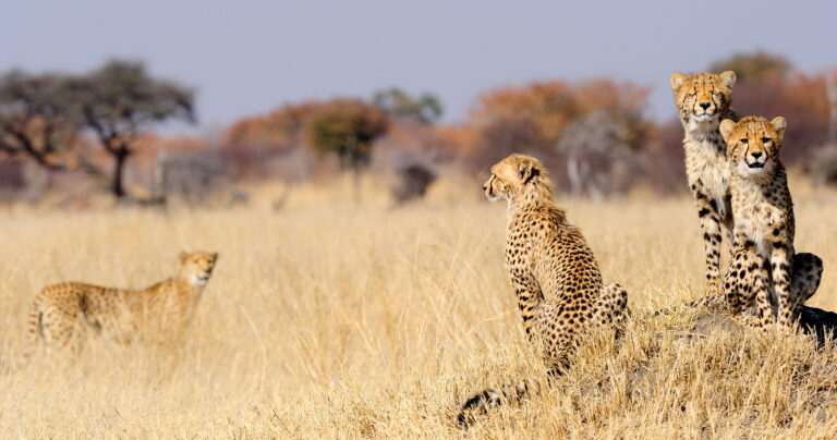 African-Safari