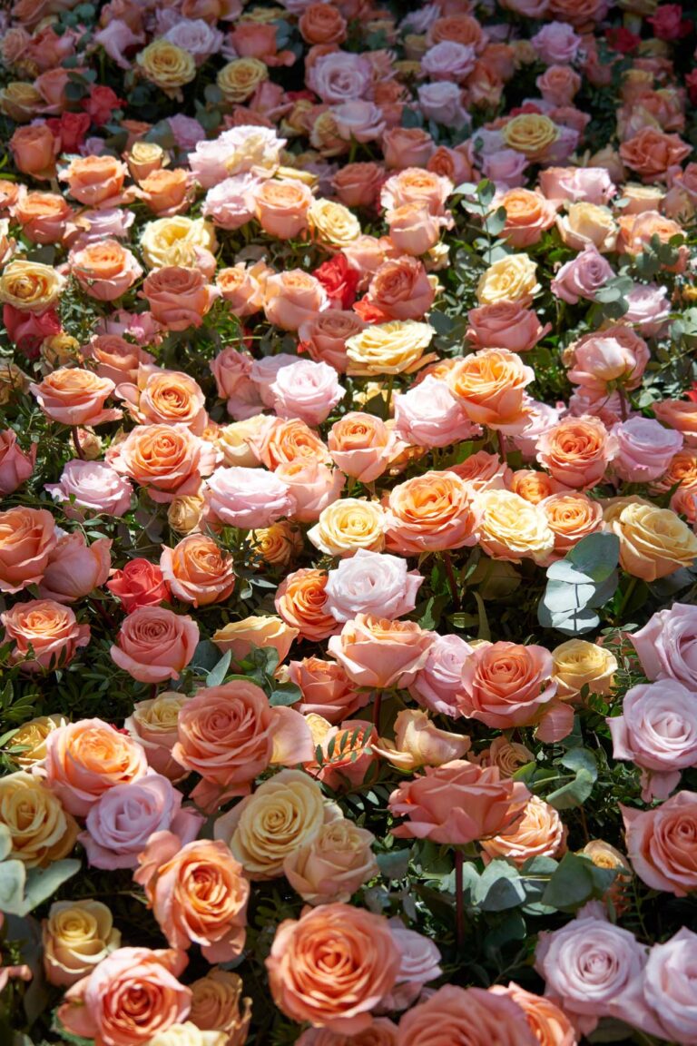 bed of roses