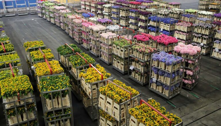 AALSMEER, NETHERLANDS - JUNE 6, 2011: Carts of variety of flowers staging at Aalsmeer FloraHolland auction market
