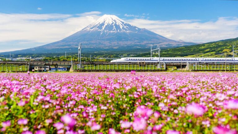 Shinkanzen or Bullet train run pass through Mt. Fuji and Shibazakura at spring, Shizuoka,  Japan