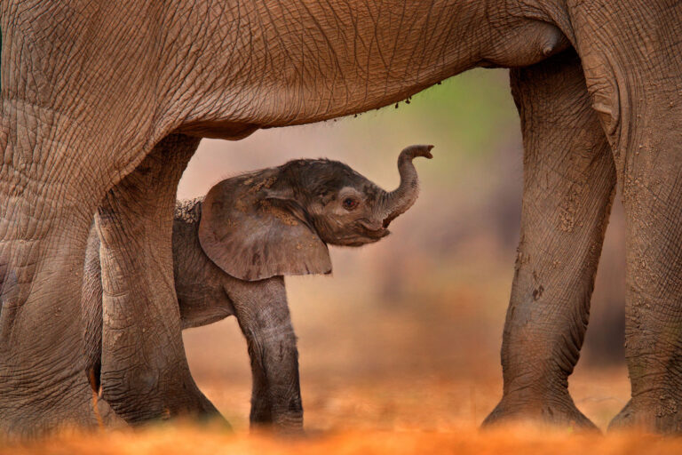 africa-2