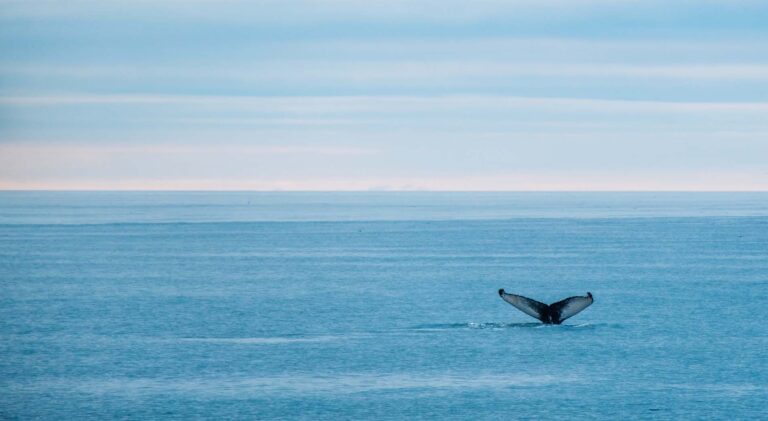Humpback whale tail fluke emerging from the ocean near Húsavík, North Iceland, during a whale-watching expedition in the Arctic waters.