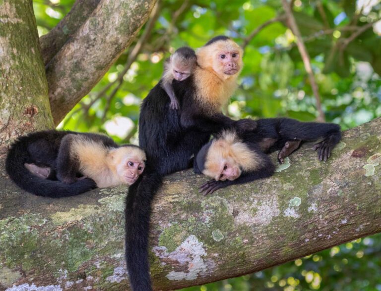 White-headed capuchin (Cebus imitator) family, female with three
