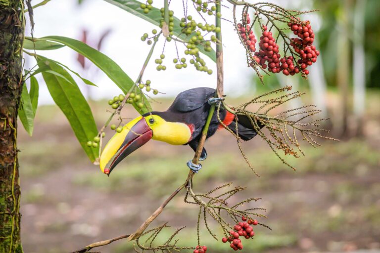 Yellow throated toucan - Ramphastos ambiguus - closeup portrait eating fruit of a Palm tree in famous Tortuguero national park Costa Rica.