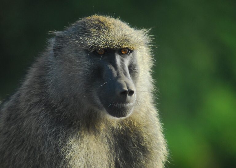 baboon-4645794_1920