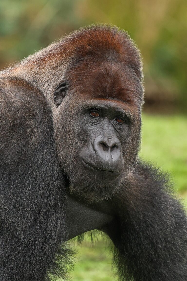 gorilla-9900318_1920